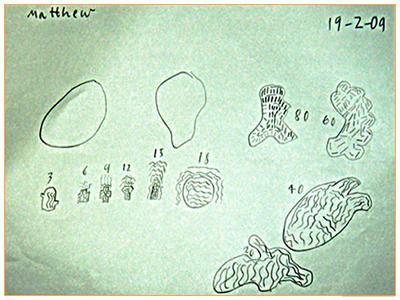 Mathew's Snakes on Rocks
